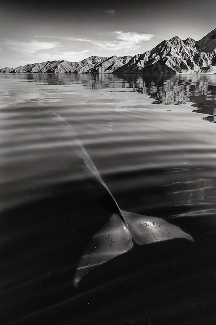 Красота дельфинов и китов от Кристофера Суонна