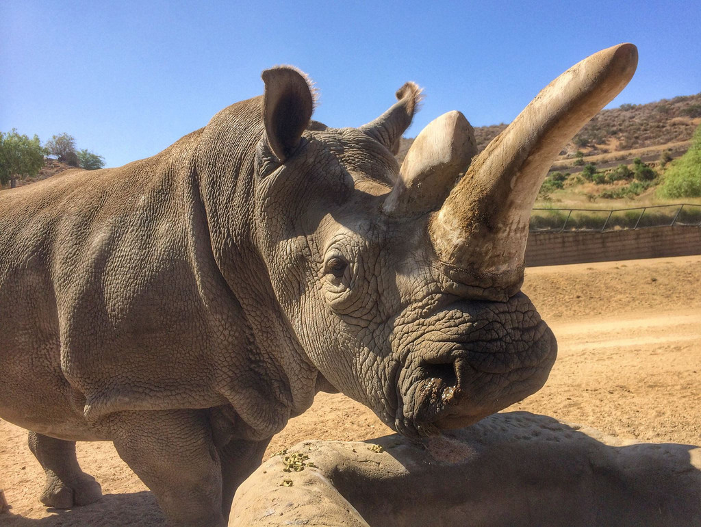 Последний в мире самец северного белого носорога скончался в США