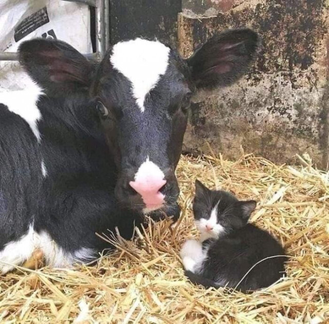 Фотографии с животными, которые вызовут улыбку и поднимут настроение