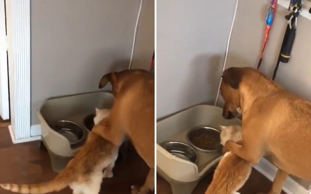 «Отойти по-хорошему»: пес деликатно отодвинул кота от своей миски с едой