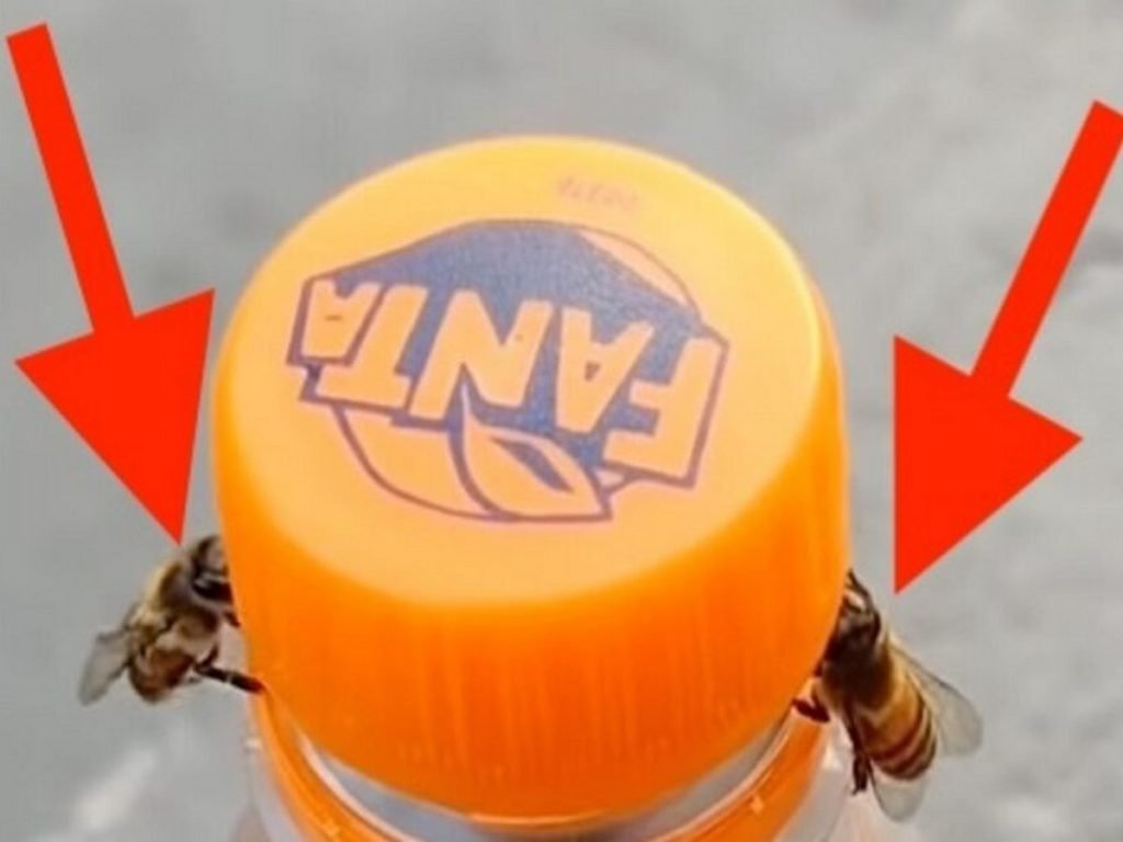 Две пчелы сняли крышку с бутылки газировки, и люди в восторге от их силы: ВИДЕО