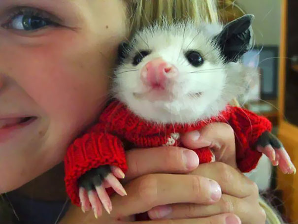 Фотографии милых животных в свитерах