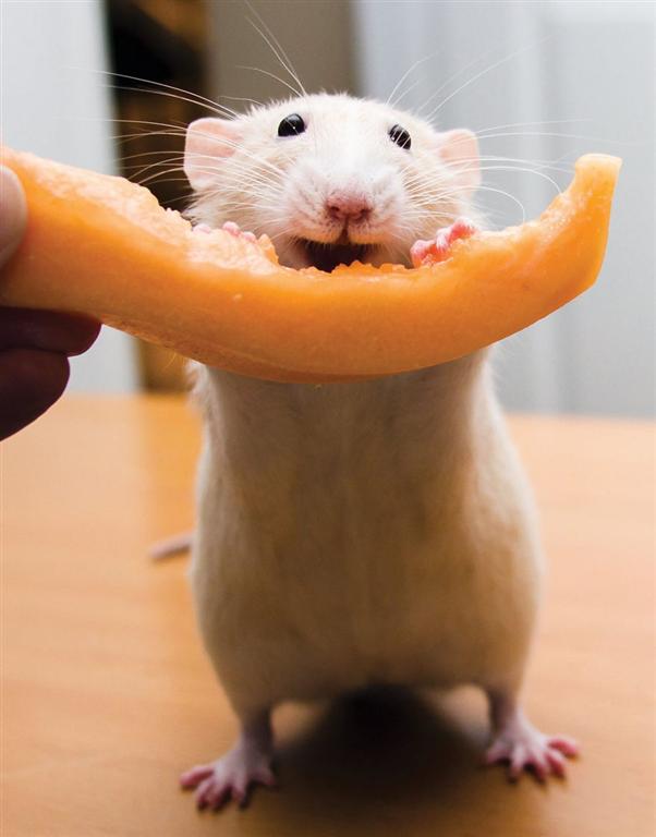 Самый счастливый крысенок на свете поднимет настроение. ФОТО