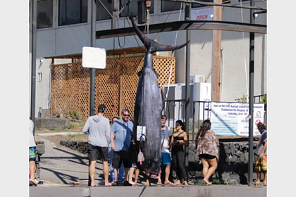 Рыбаки поймали редчайшего марлина весом полтонны