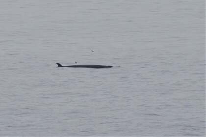 У берегов Шотландии заметили редкого 15-метрового кита