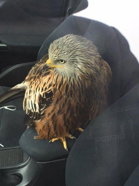 спас раненную птицу, положил хищную птицу в машину, птица в машине, хотел спасти птицу