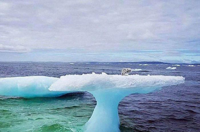 арктическая лиса на айсберге, лиса на льдине 