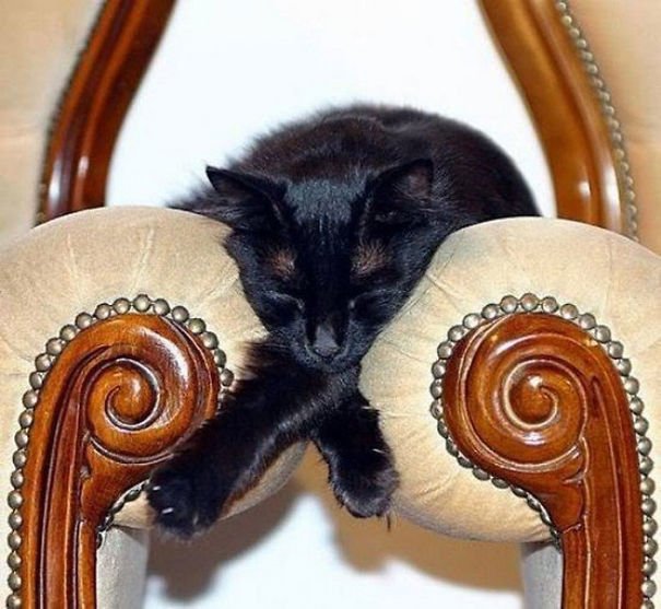 Котики могут спать где угодно и в любой позе