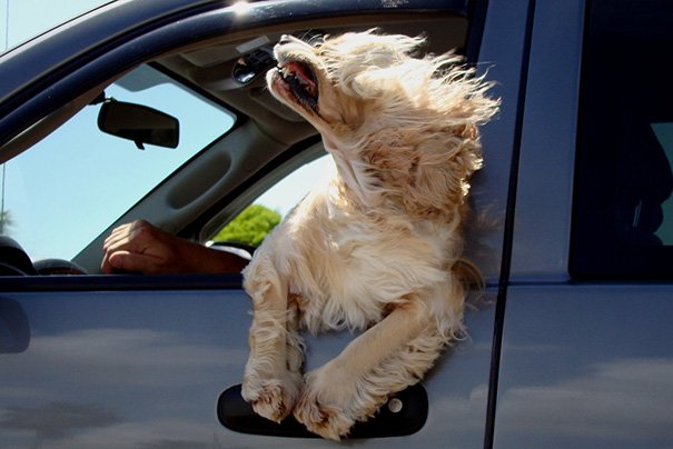 Собаки любят прокатиться с ветерком