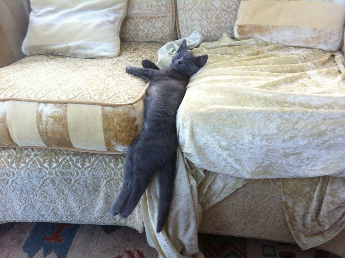 У котиков весьма своеобразное представление об уютном лежаке