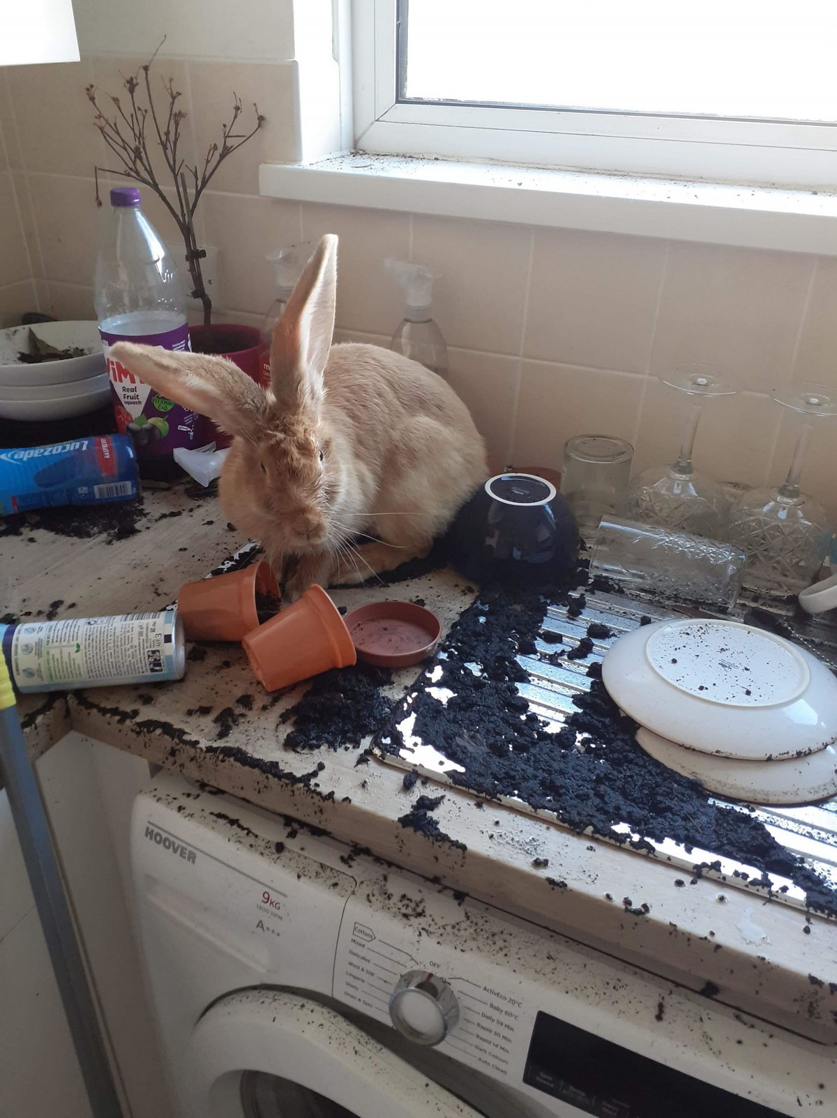 Домашний кролик устроил потоп на кухне. ФОТО