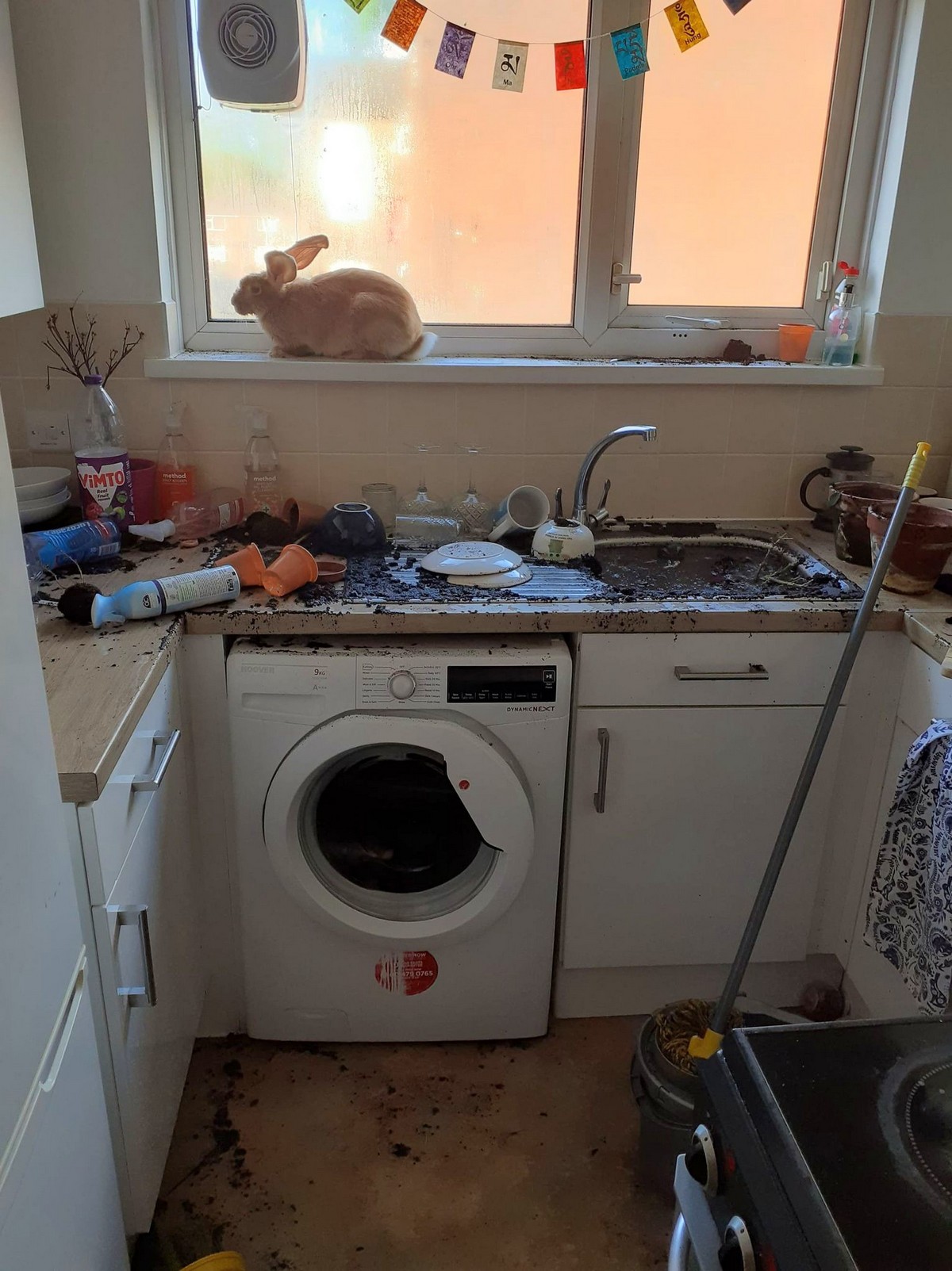 Домашний кролик устроил потоп на кухне