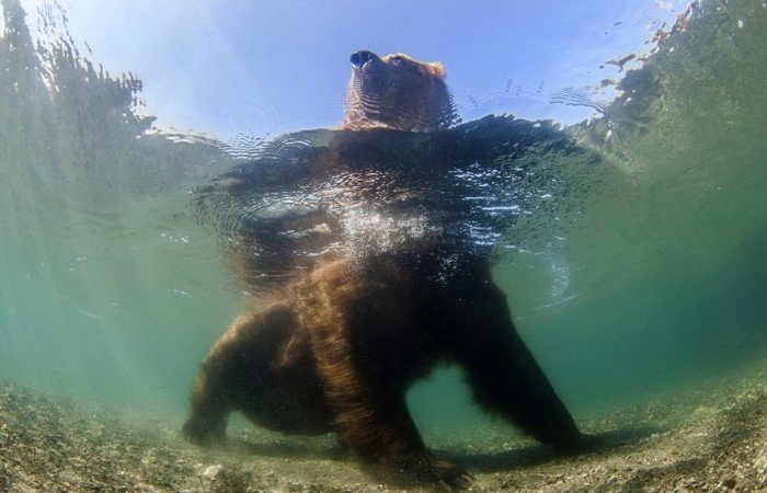 На границе воды и воздуха