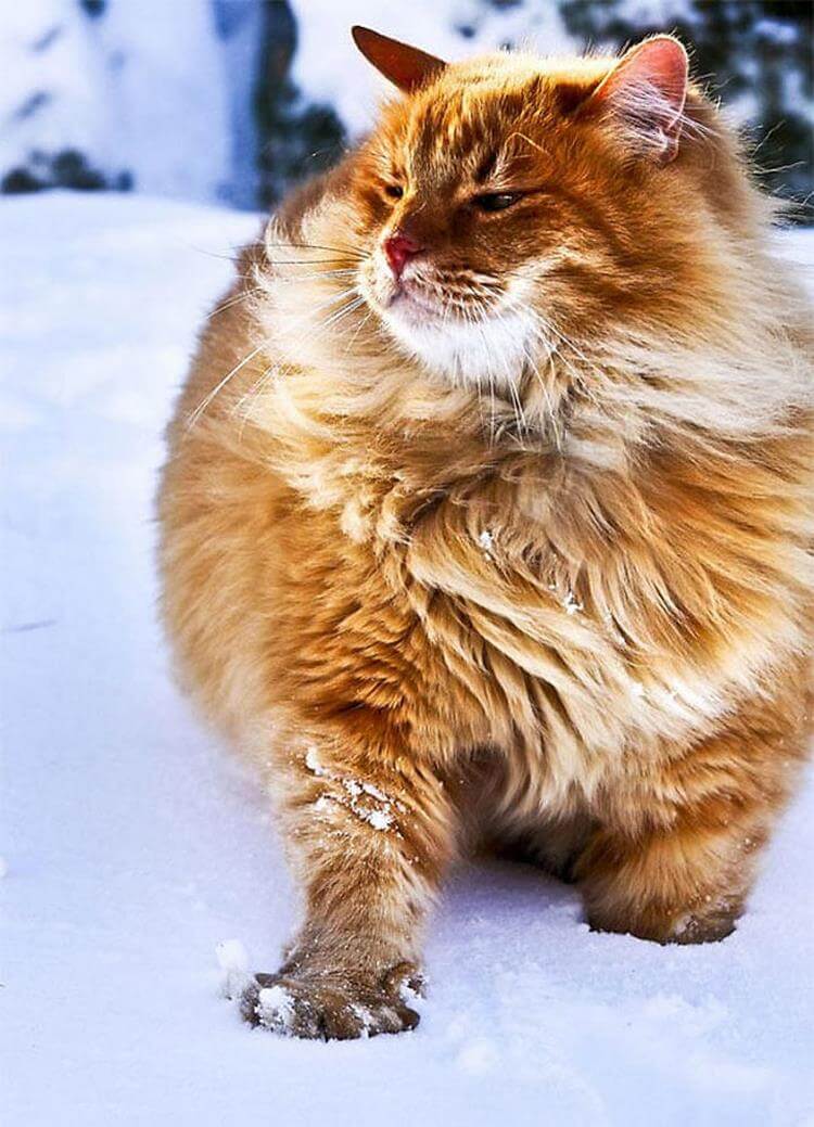 Фото нереально пушистых котов. ФОТО