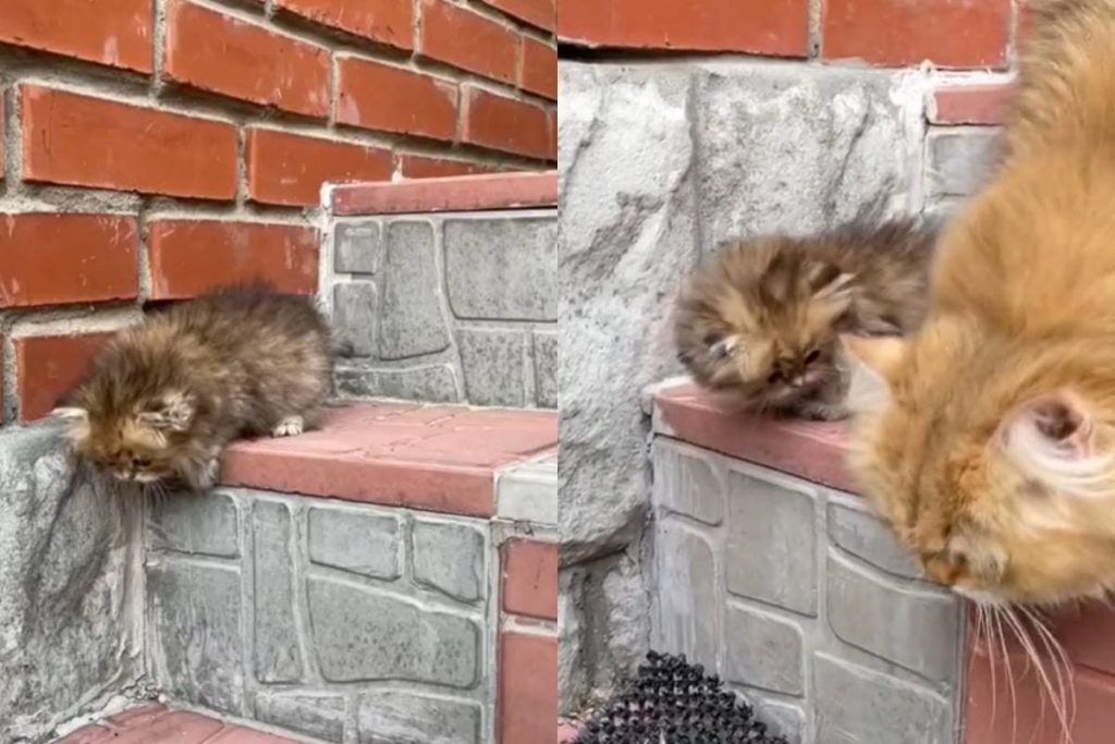 «Такой милашка»: кошка учила котёнка ходить по ступенькам (ФОТО, ВИДЕО)