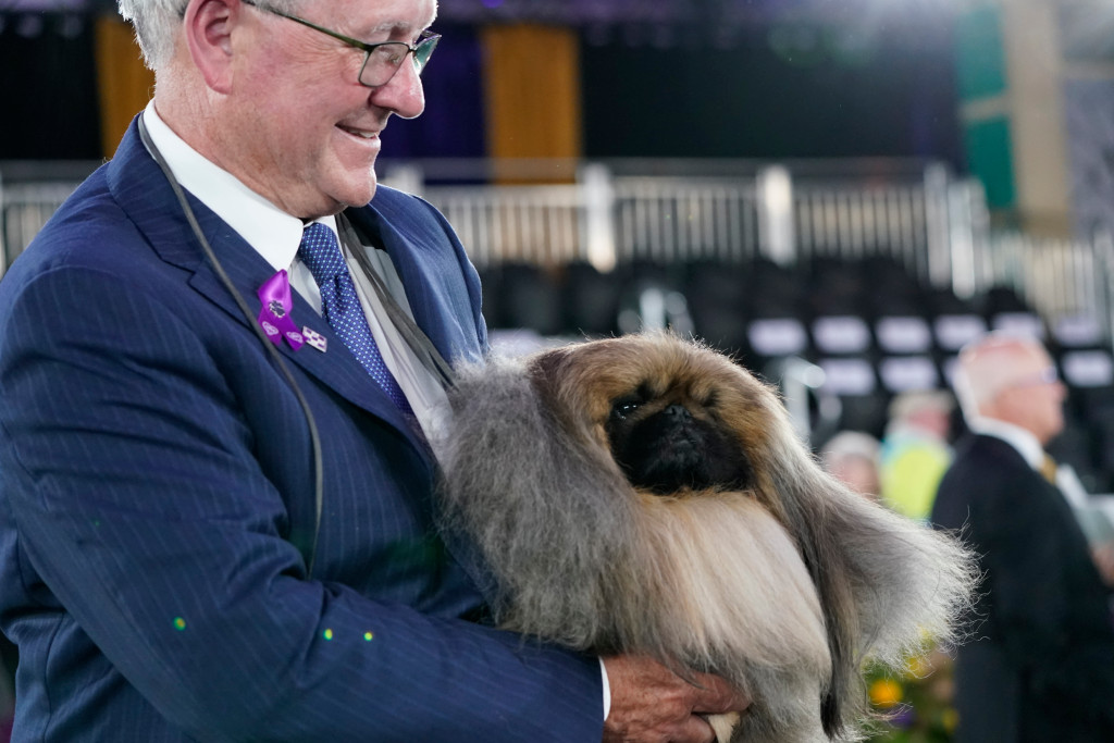 Пушистый пекинес стал победителем старейшей в США собачьей выставки
