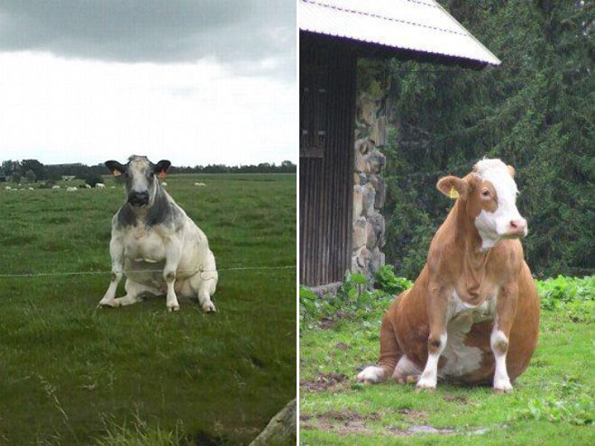 Как выглядят коровы, когда решают посидеть на травке