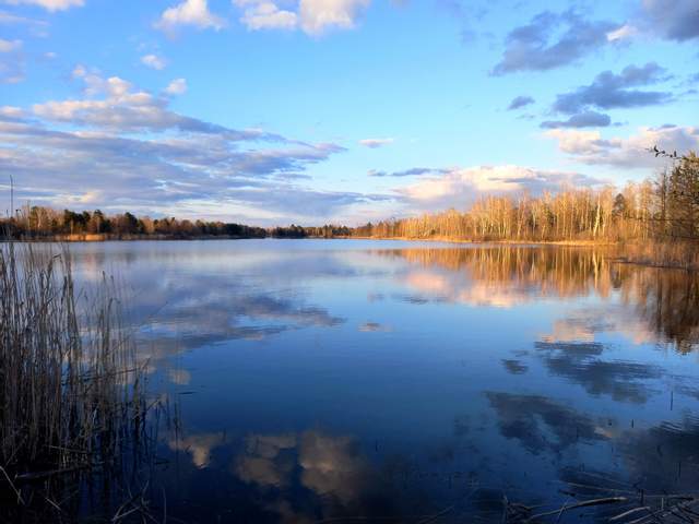 Фауна Чернобыльского заповедника в ярких снимках. Фото