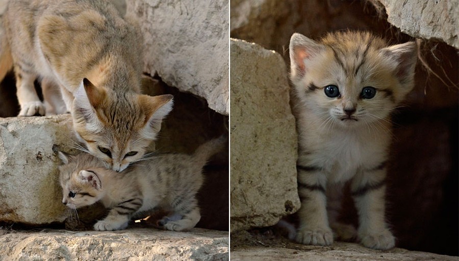 Даже когда взрослеют, эти кошки выглядят как котята