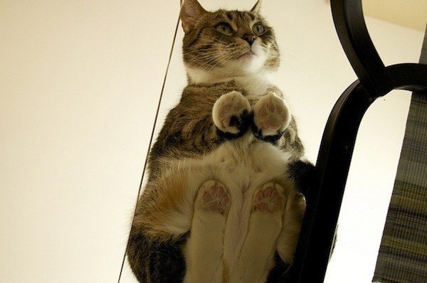 Необычный ракурс: коты, сидящие на стеклянных столиках