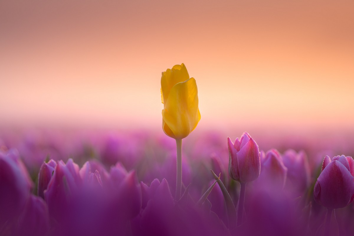 Волшебная весна в Нидерландах от фотографа Альберта Дроса