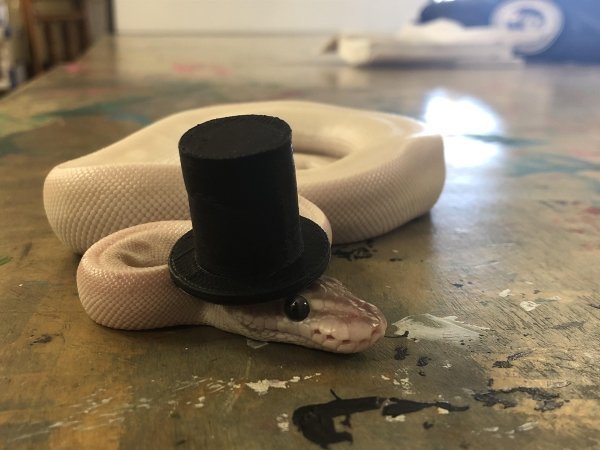 Змеи в шляпках выглядят очень даже симпатично. ФОТО