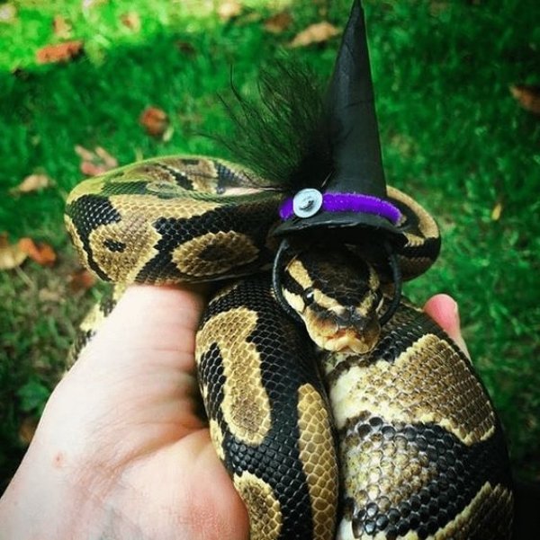 Змеи в шляпках выглядят очень даже симпатично