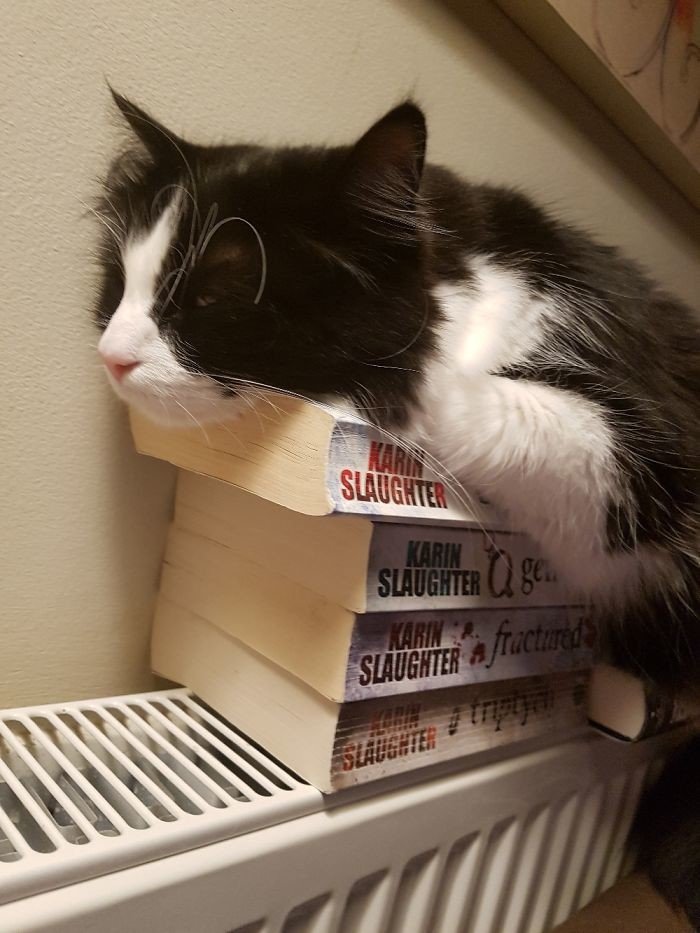 Кошки любят погружаться в коробки и другие емкости