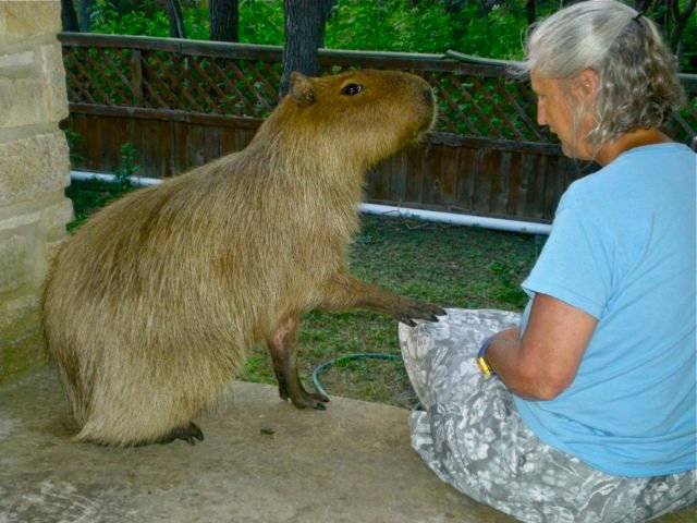 Милые домашние питомцы, но не кошки и собаки