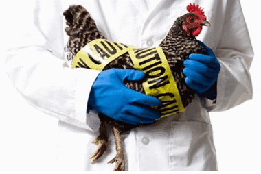 В Ливии зафиксированы четыре смертельных случая от вируса птичьего гриппа