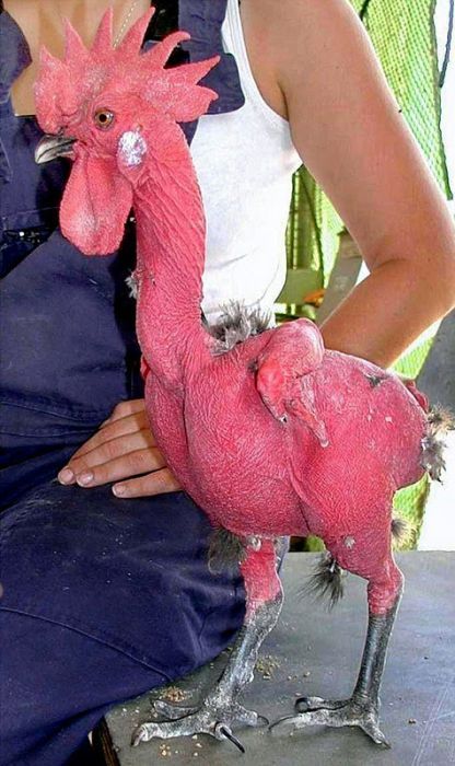 Израильский генетик вывел породу кур без перьев