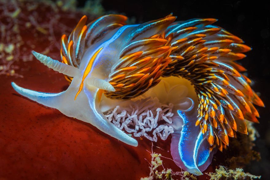Потрясающе морские моллюски