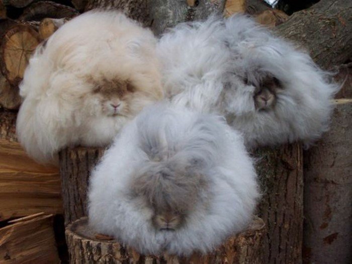 Снимки милейших кроликов, которых вам захочется срочно потискать