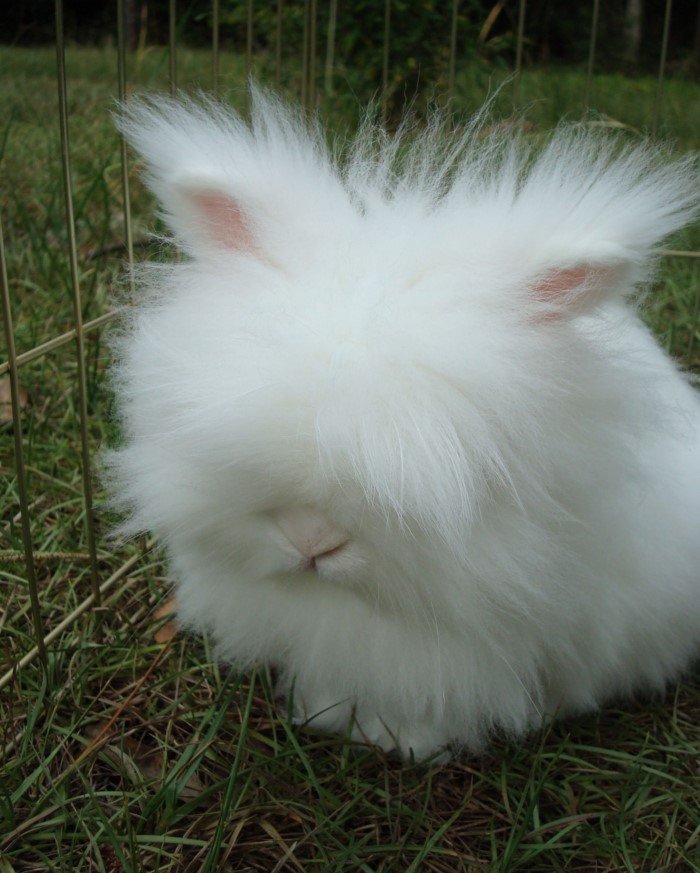Снимки милейших кроликов, которых вам захочется срочно потискать