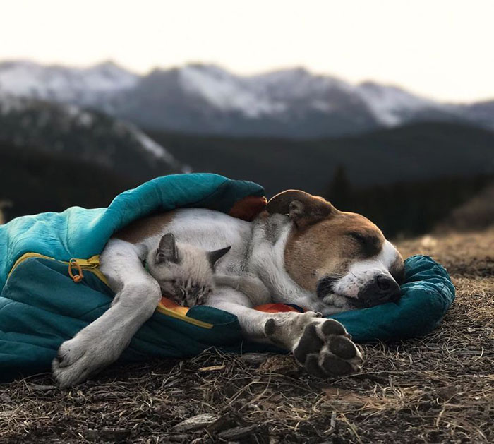 Пес и кот, которые путешествуют с хозяевами