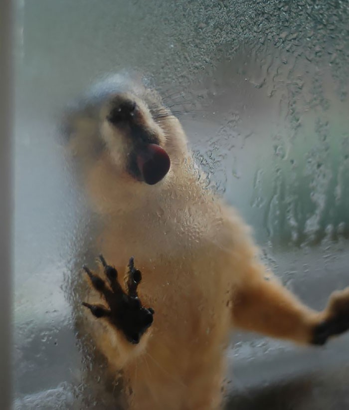 Животные, которые лижут окна и крадут наши сердца (ФОТО)