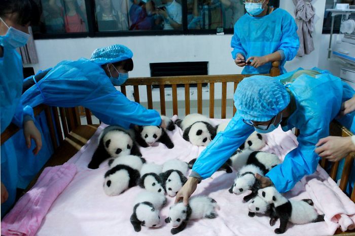 Детский сад для панд в Китае