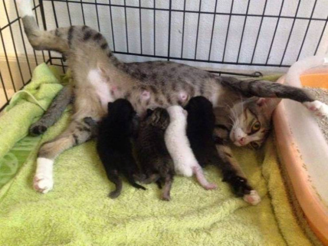 Как животные «наслаждаются» всеми радостями материнства (фото)