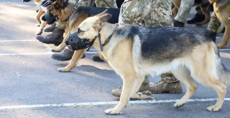 Впервые в военном параде ко Дню независимости примут участие служебные собаки (фото)