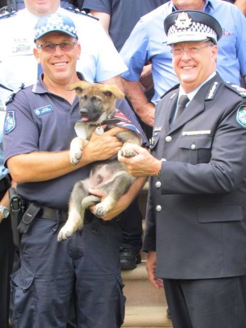 Слишком дружелюбную собаку исключили из полицейской академии