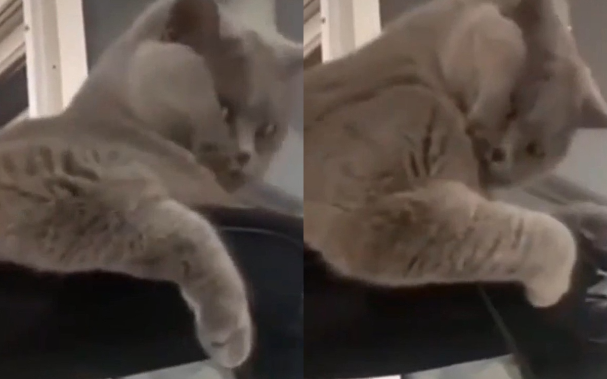Курьез: кот показал «бицуху» и до слез рассмешил соцсети (ВИДЕО)