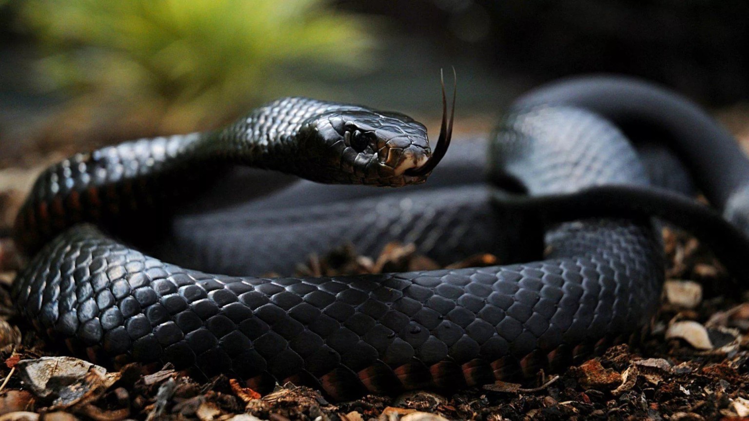 10 самых длинных змей в мире (ФОТО)