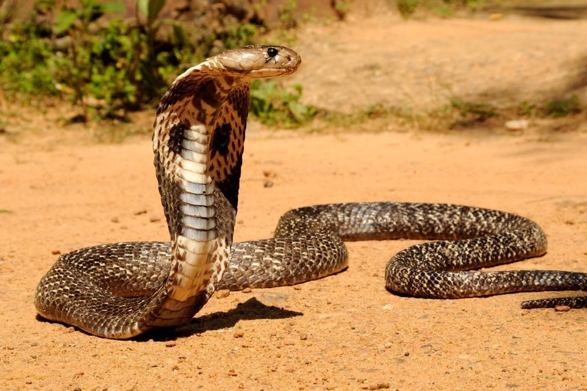 10 самых длинных змей в мире (ФОТО)