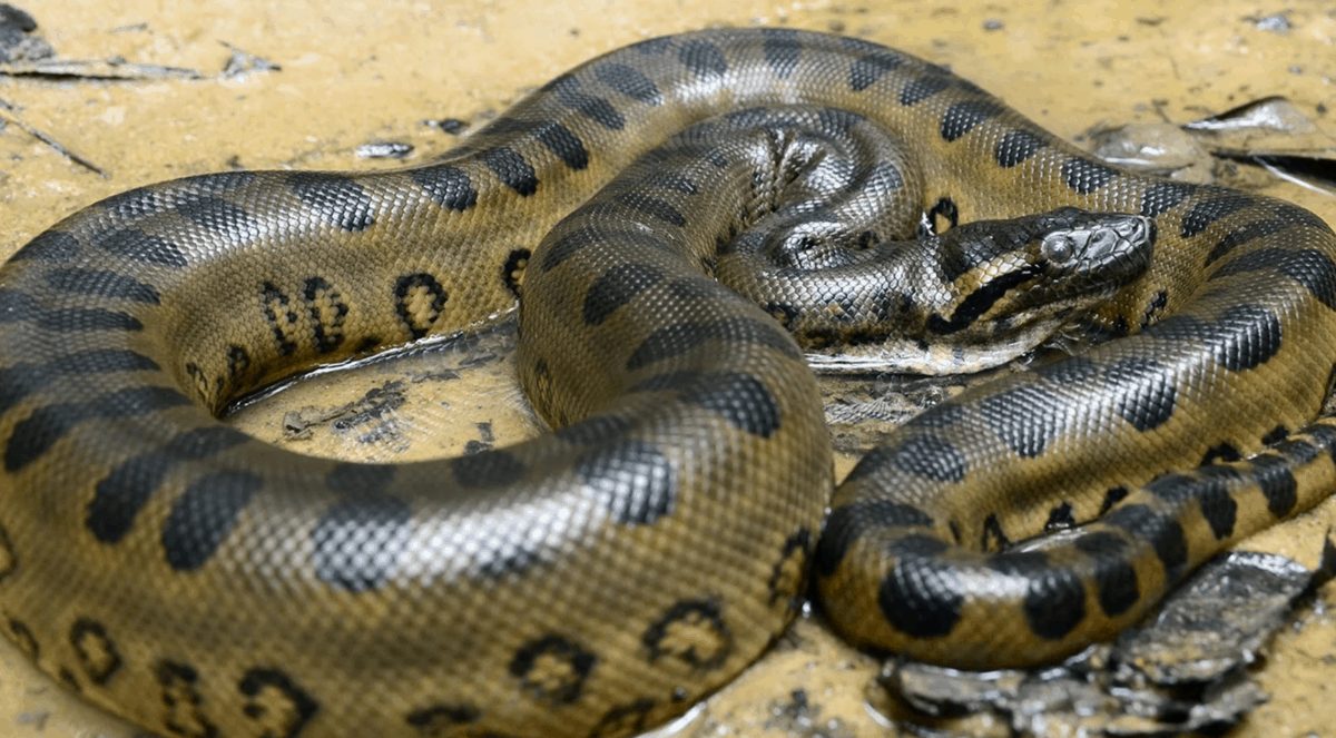 фото самых длинных змей