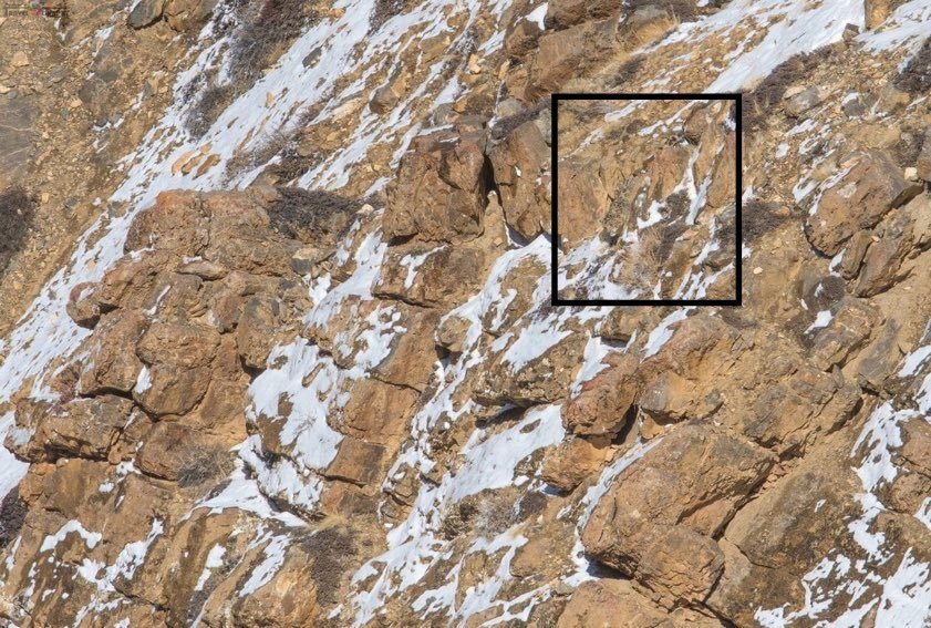 Фотограф снял барса на скалах и озадачил сеть - попробуйте найти хищника на ФОТО