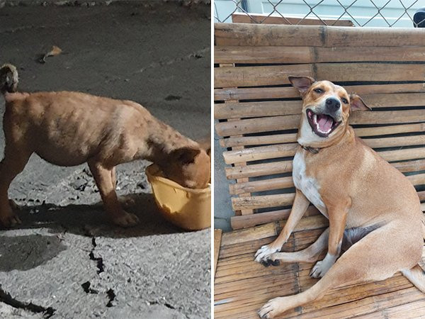 Собаки и котики на снимках до и после того, как они нашли любящий дом