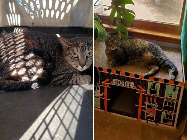 Собаки и котики на снимках до и после того, как они нашли любящий дом