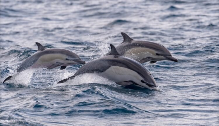 В Бердянске дельфины сорвали рыбалку мужчине (ВИДЕО)