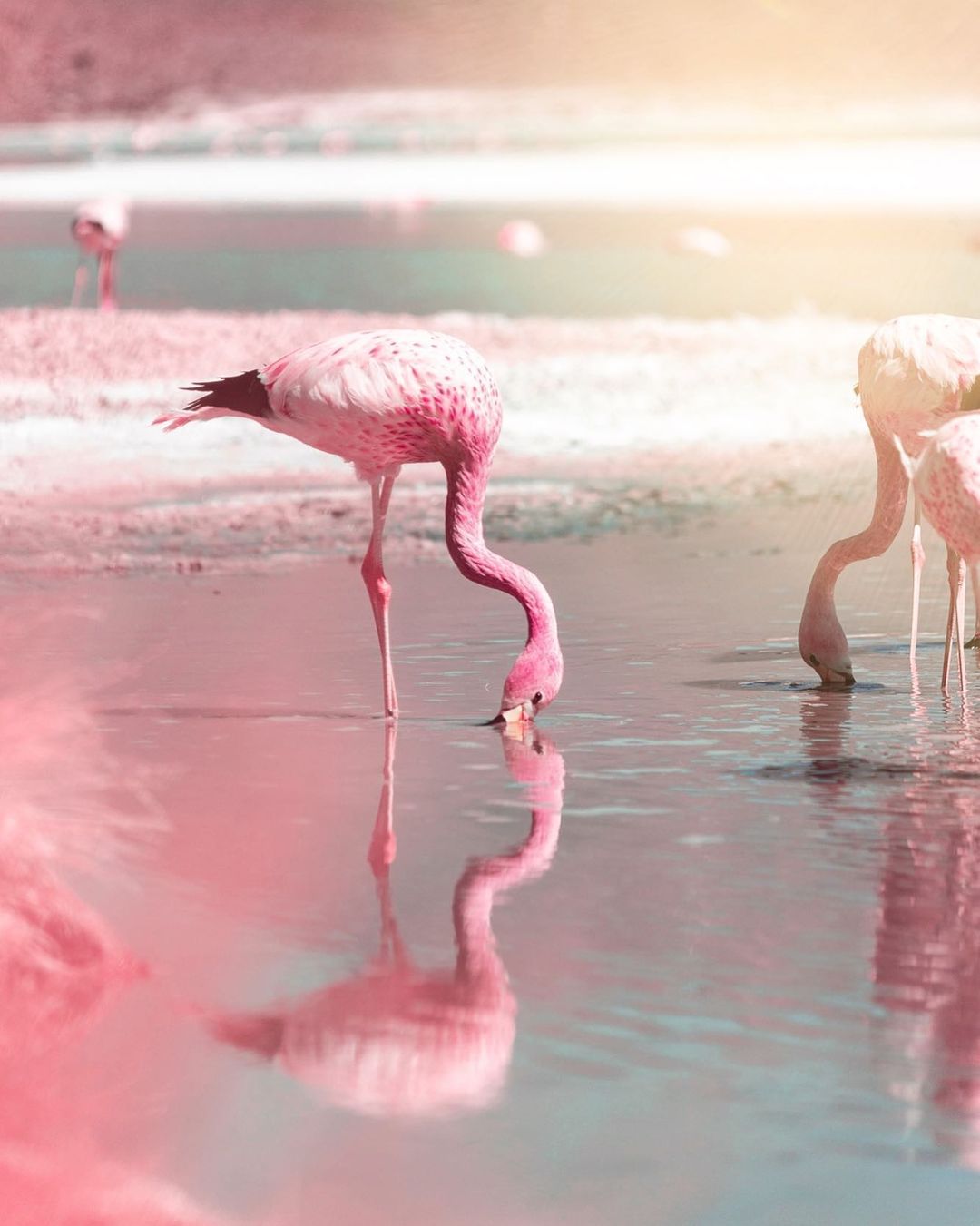 Потрясающие снимки в инфракрасном диапазоне от Паоло Петтиджани