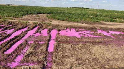 Вблизи Ровно появились лужи розового цвета (ВИДЕО)